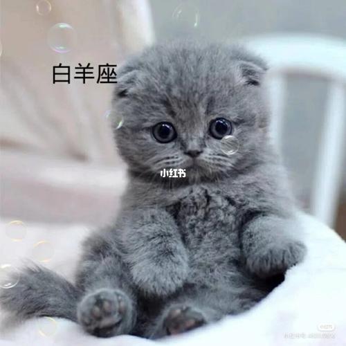 十二星座小猫起名字(十二星座小猫起名字大全)