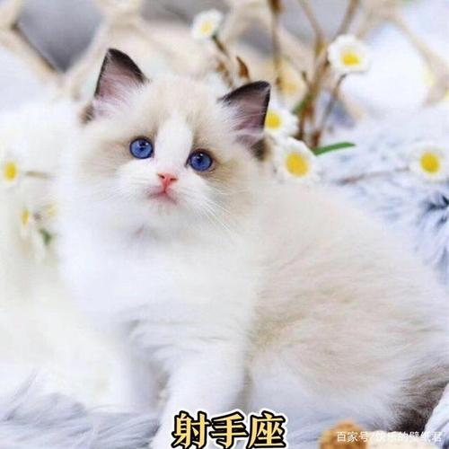 十二星座小猫起名字(十二星座小猫起名字大全)