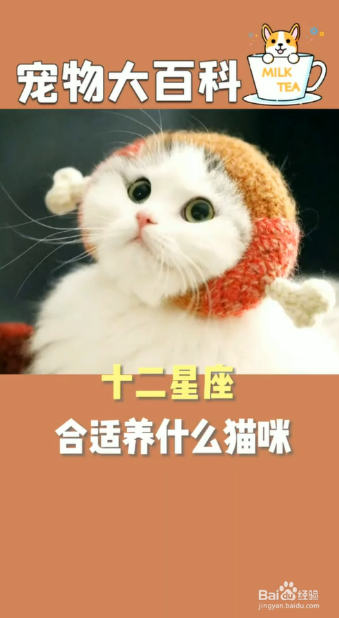 用星座给小猫起名字(用星座给小猫起名字好吗)