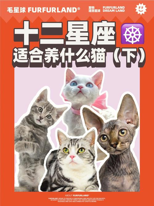 用星座给小猫起名字(用星座给小猫起名字好吗)