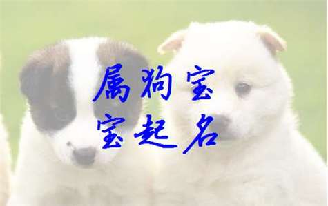 狗宝宝怎么起名字好听的(狗宝宝怎么起名字好听的女孩)