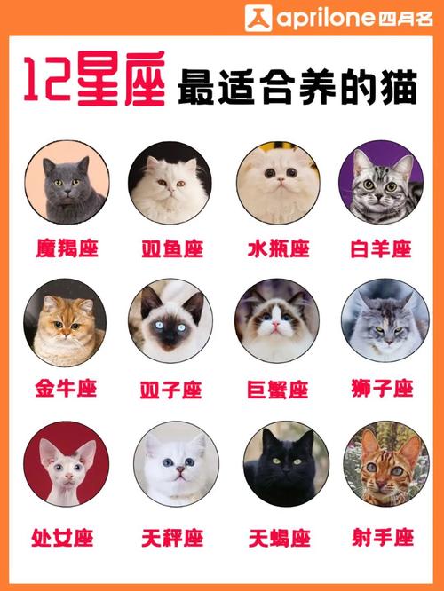 给猫起名字12星座好吗(给猫起名字它听的懂吗)