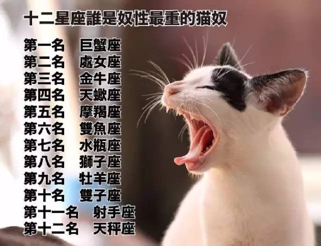 十二星座给猫起名字大全(十二星座给猫起名字大全女)