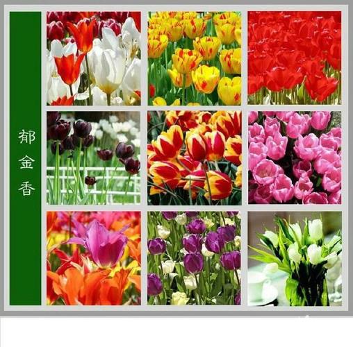 花卉公司起名字(花卉公司起名字大全集)