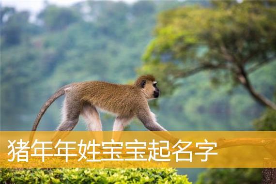 猪年男宝宝起名字带明字(猪年男宝宝起名字带明字好吗)